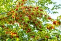 Cornelian cherry tree growing as these red fruits Royalty Free Stock Photo