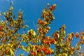 Cornelian cherry tree growing as these red fruits Royalty Free Stock Photo