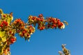 Cornelian cherry tree growing as these red fruits Royalty Free Stock Photo