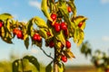 Cornelian cherry tree growing as these red fruits Royalty Free Stock Photo