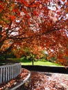 On the Cornell Newman Overlook during Autumn