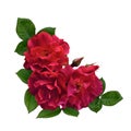 Red rose flowers corner arrangement isolated on white Royalty Free Stock Photo