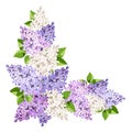 Corner background with lilac flowers. Vector floral border Royalty Free Stock Photo