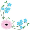 Corner with blue forget me not flowers and gerbera. Royalty Free Stock Photo