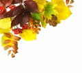 Corner Border of colored falling leafs on white background Royalty Free Stock Photo