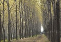 Tree-lined road