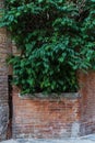 Corner detail of brick building and green plant