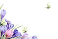 Corner frame of fantasy purple and pink crocus flowers with leaves and yellow lemongrass butterflies isolated on a white Royalty Free Stock Photo