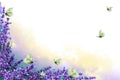 Corner frame of lavender twigs with flowers with multicolor fog and flock butterflies. Hand drawn watercolor. Copy space Royalty Free Stock Photo