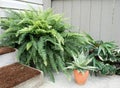 Corner Garden with Ferns & Aloe Plant Royalty Free Stock Photo