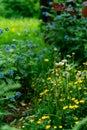 Corner of a garden with yellow and blue flowers Royalty Free Stock Photo