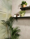 Corner of interior with indoor plants and house the Kentia palm, Howea forsteriana, thatch palm.