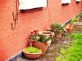 View of several plastic and terracota pots filled with soil and planted flowers in a backyard