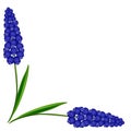 Corner with muscari blue grape hyacinth flowers on white background.