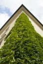 Corner of an old ivy-covered building. Royalty Free Stock Photo