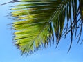 corner of a palm tree branch on a sunny blue day