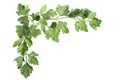 Corner of parsley leaves Royalty Free Stock Photo