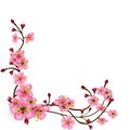 Corner pattern of sakura branches with flowers and buds. Detailed Cherry blossoms. Spring Tree branches with realistic pink Royalty Free Stock Photo
