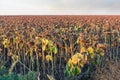 Corner of the ripe sunflowers field at frosty autumn morning Royalty Free Stock Photo