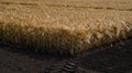 ripe wheat, landscape of a partially harvested wheat field on arable land Royalty Free Stock Photo