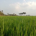 a corner that shows the fertility of Indonesia