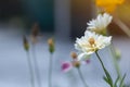 Corner side view beauty fresh cream petals gold pollen cosmos flower blooming in botanic garden green blackground