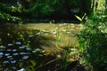 Corner of slightly uncared large park pond with water lilies and other aquatic and wetland plants around Royalty Free Stock Photo