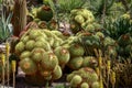 Corner of spectacular cacti in the Huerto del Cura in Elche, Alicante Royalty Free Stock Photo