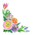 Corner of spring flowers ranunculus, tulip and muscari, watercolor illustration Royalty Free Stock Photo