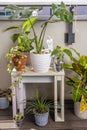 Corner of an urban terrace with all kinds of plants Royalty Free Stock Photo
