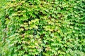 Corner wall covered in green ivy Royalty Free Stock Photo