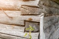 Corner of a wall of an old wooden abandoned house. Royalty Free Stock Photo