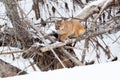 Cornered mountain lion