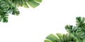 Corners tropical leaves horizontal banner watercolor template with palm tree Jungle monstera realistic design Royalty Free Stock Photo