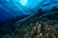 cornetfish in red sea Royalty Free Stock Photo