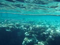 Cornetfish hunt on tropical coral reef in the Red Sea, Marsa-Alam Royalty Free Stock Photo