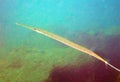 A Cornetfish Near Land`s End, Cabo San Lucas, Mexico Royalty Free Stock Photo