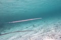 Cornetfish in tropical sea, underwater Royalty Free Stock Photo