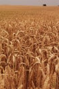 Cornfield Royalty Free Stock Photo