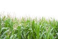 Cornfield Royalty Free Stock Photo