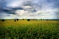 View of cornfield in the north of Thailand, cloudy sky Royalty Free Stock Photo