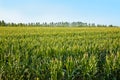 Cornfield Royalty Free Stock Photo