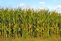 Cornfield Royalty Free Stock Photo