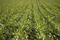 Cornfield Royalty Free Stock Photo