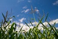 Cornfield