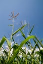 Cornfield