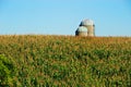 Cornfield