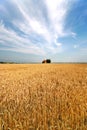 Cornfield