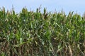 Cornfield against a blue sky, monoculture in nothern Germany Royalty Free Stock Photo