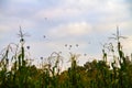 Cornfield with background balloons in MÃÂ©xico Royalty Free Stock Photo